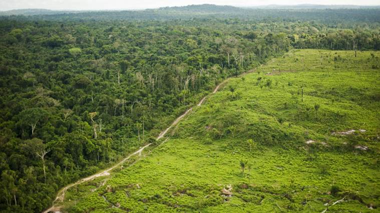 aerial photo of half a green field and half forest