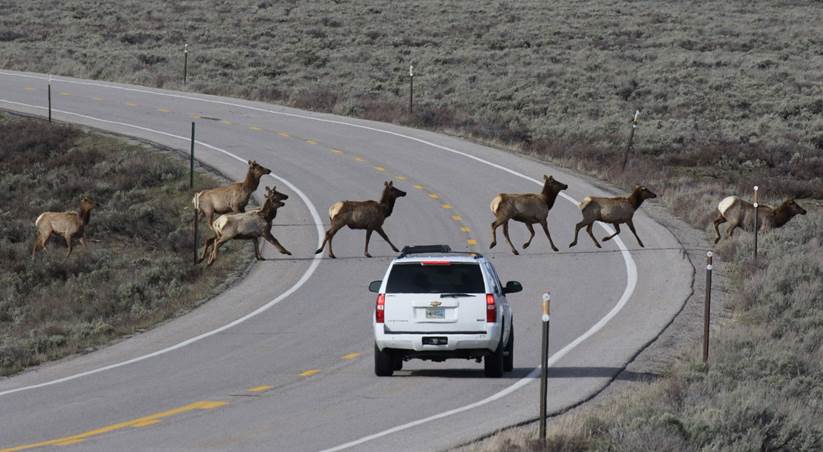 A herd of elk running across a road in a sagebrush landscape. An SUV nears the herd with brake lights on.