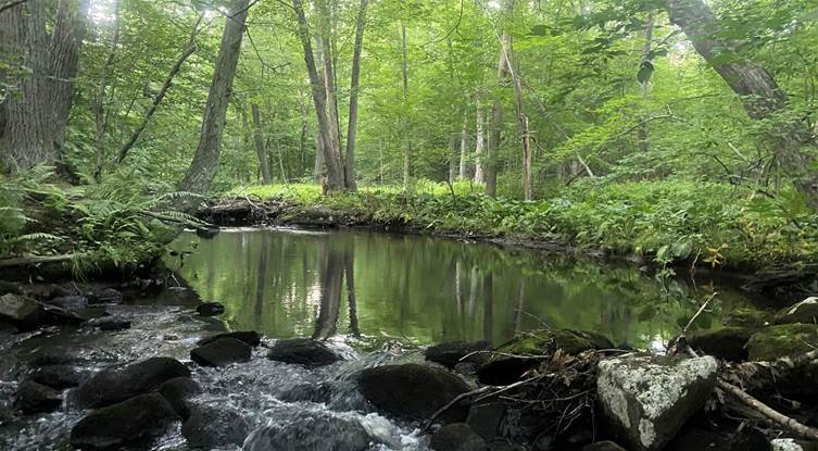 A small river flows through the forest at dusk. The glassy black surface reflects the ferns and tree canopy. 