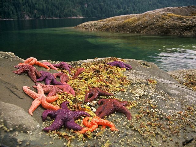 Northwest Coast, Washington 