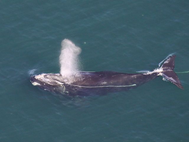 A North Atlantic Right Whale is seen entangled as it surfaces to take a breath.