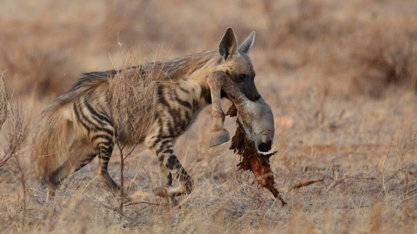 hyena with brown coloration and striped legs