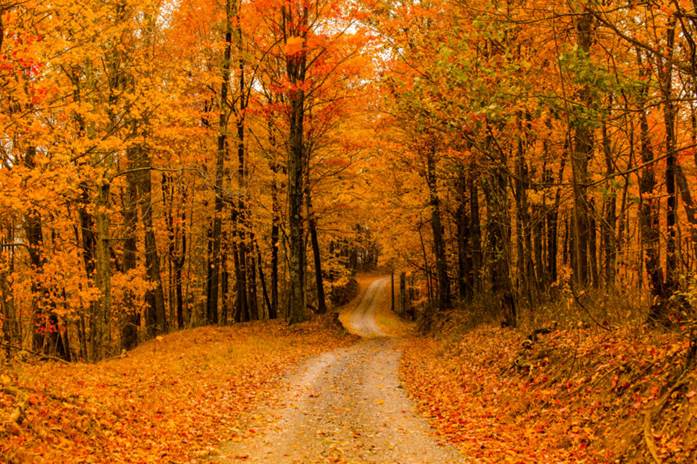 road with orange leaves and trees