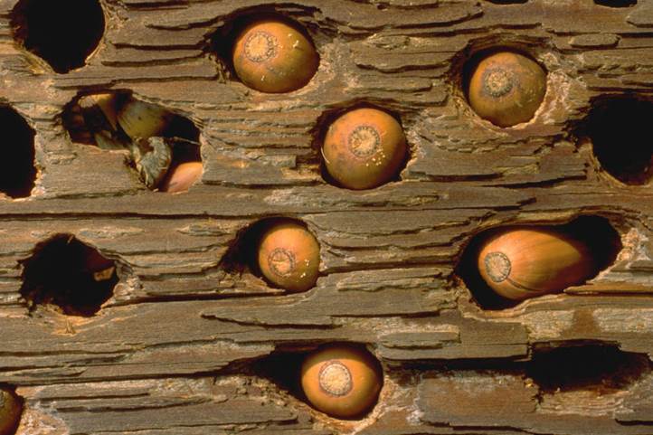 acorns in the holes in a tree trunk