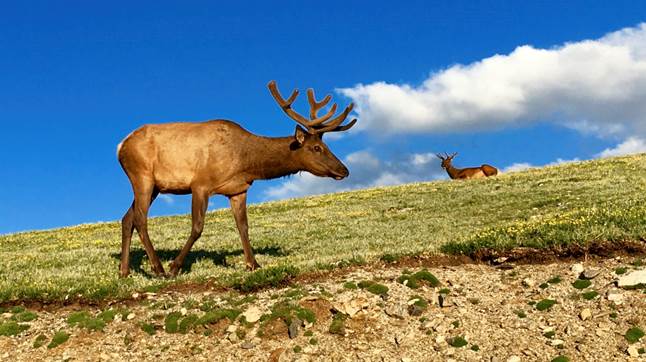 two elk against the sky