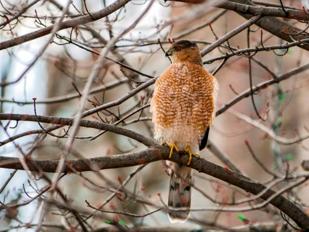 hawk perched in a tree