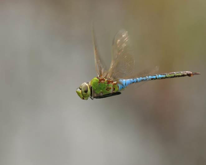 green and blue dragonfly in flight