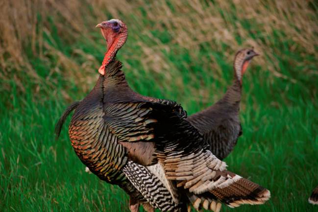 two large turkey sitting in grass