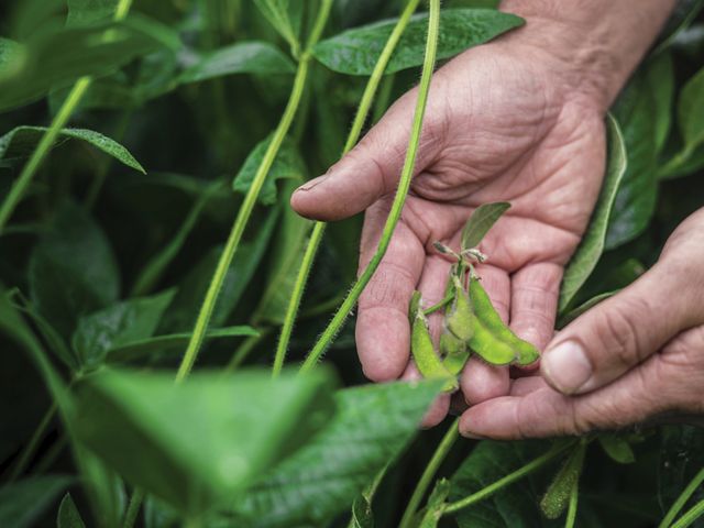 A farmer inspects a soybean crop at the Hutchinson Brothers Farm on Maryland's Eastern Shore.