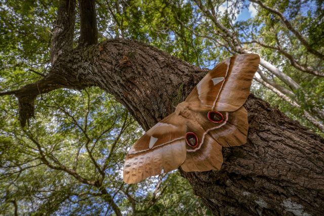 A large patterned brown moth perches on a tree limb.