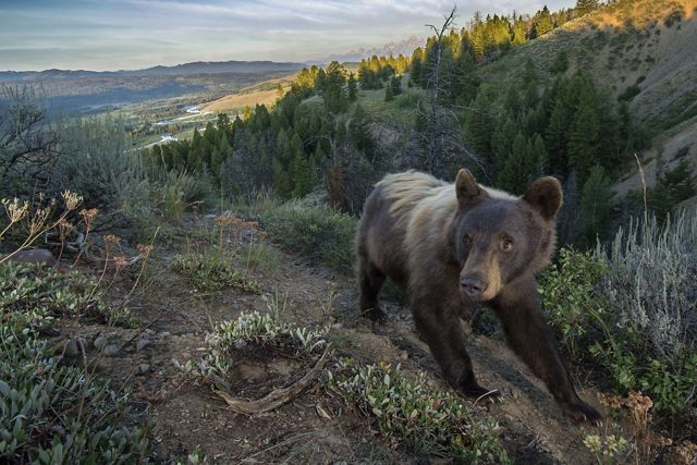 a black bear follows a trail in the mountains.