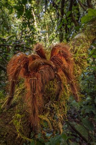 A large, brown, hairy spider climbs on a tree branch.