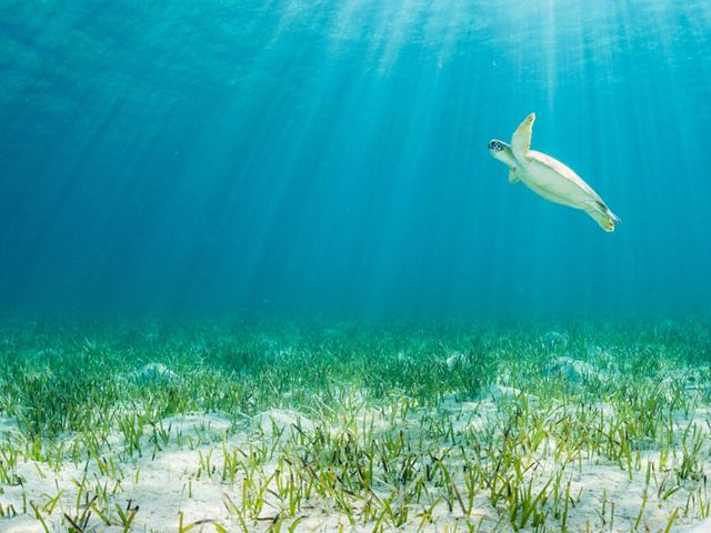 A green sea turtle in the waters of Eleuthera Island, The Bahamas, returns to the surface for a breath of fresh air after feeding on seagrass.