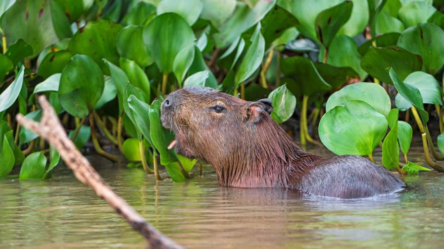 A capybara eating in the water