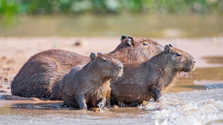 capybara about to go into water