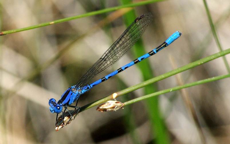 Photo of a vivid dancer damselfly.