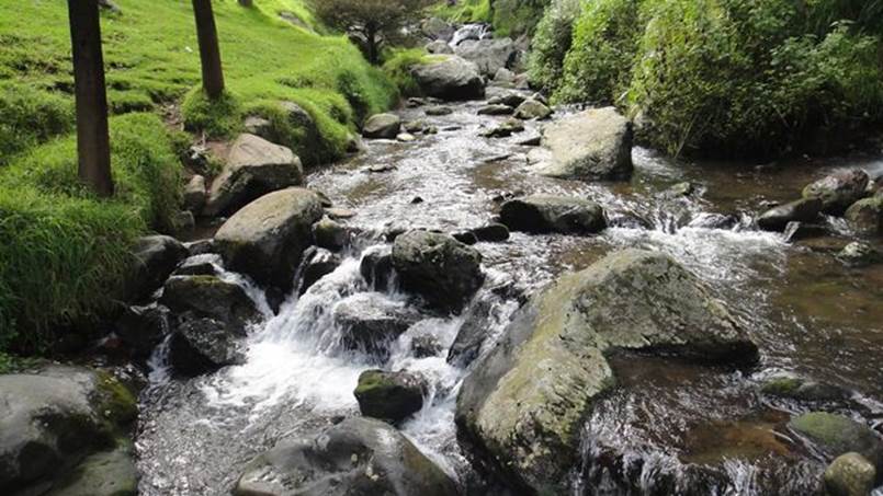 Photo of a mossy stream in a Mexican forest. 