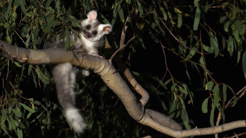 large white fluffy marsupial looking down at camera from up in a tree