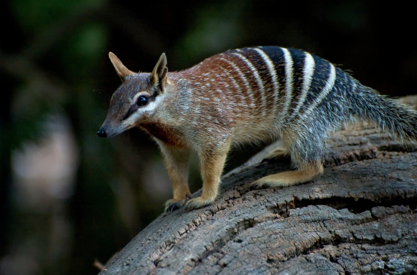 squirrel-like marsupial with stripes on its body sits on a log
