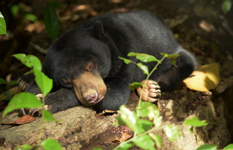 sleeping baby sunbear