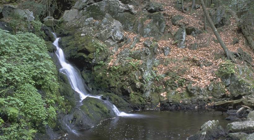 Mianus River Gorge in New York.