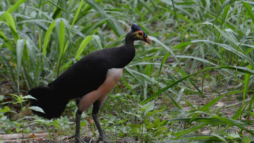 large black bird with white belly in the grass