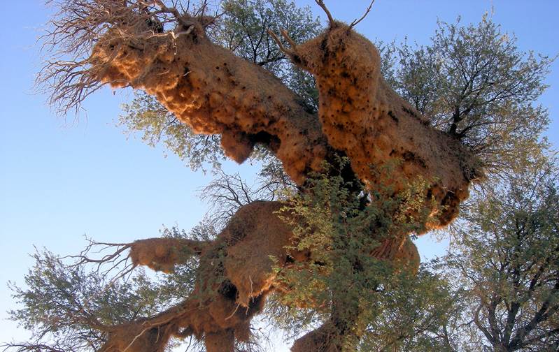 large masses of woven grass hanging from a tree