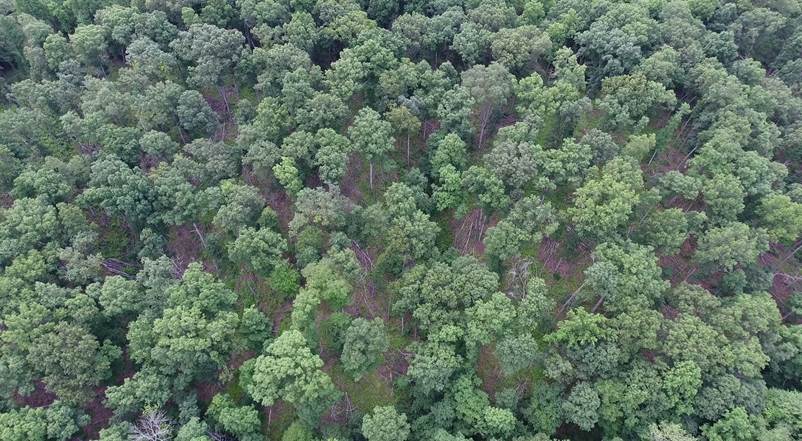 aerial view of forest.