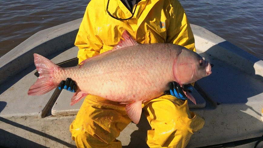 man in a yellow rain jacket holds a large fish