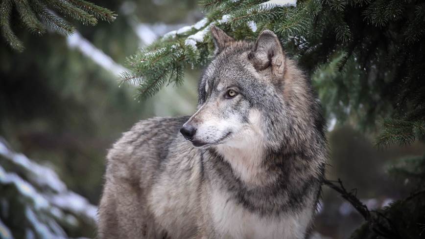 close up of a wolf and pine trees