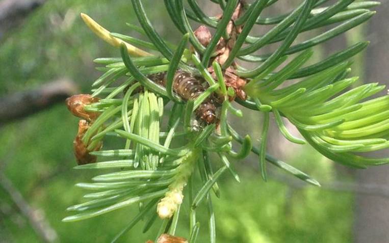 A spruce budworm larva in a tree. 