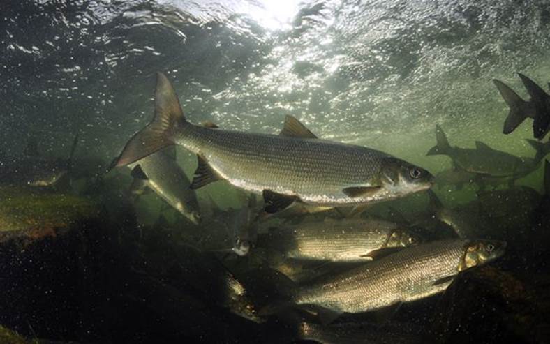 Underwater image of lake whitefish swimming. 