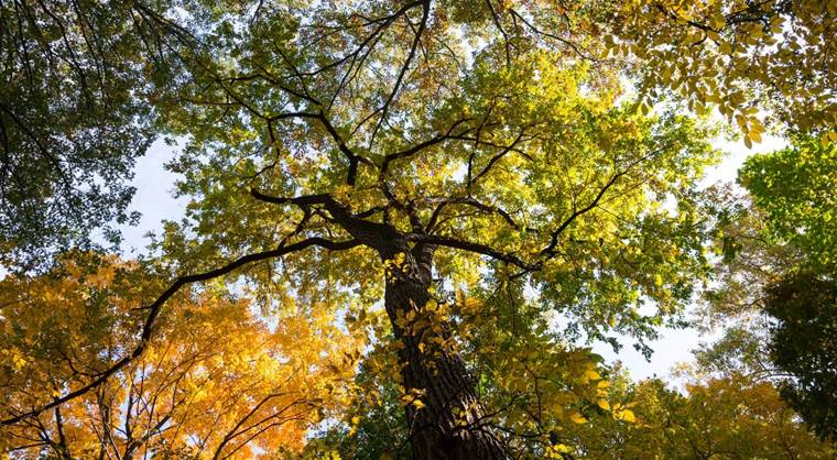 Looking up at fall leaves of an American elm tree.