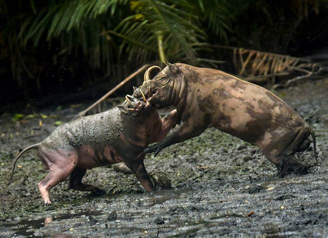 two babirusa fighting