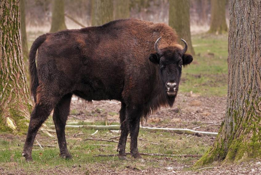 large European bison standing in a forest looking at the camera