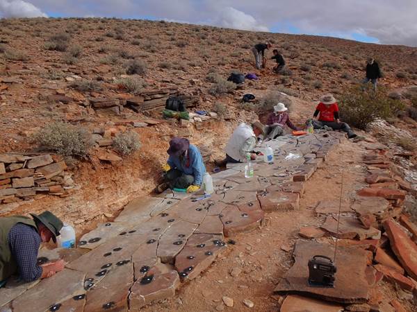 People in sun hats bend over a slab of ground in a desert landscape studying fossils.