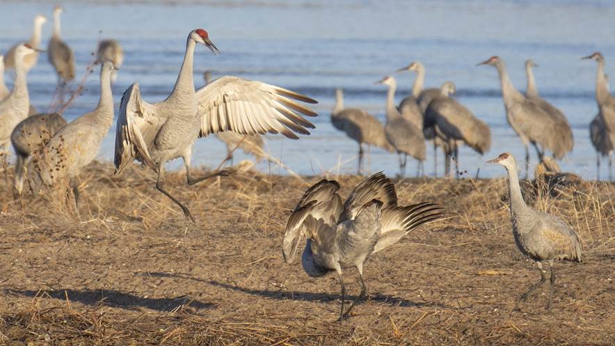 cranes displaying in sunlight
