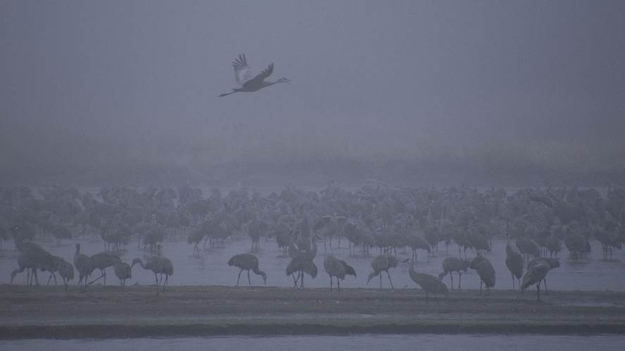 birds wading in a shallow river amid mist
