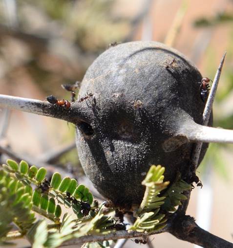 A close-up of a plant
Description automatically generated