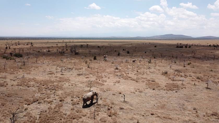 A horse in a dry field
Description automatically generated