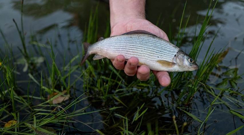 silver fish in a man's hand