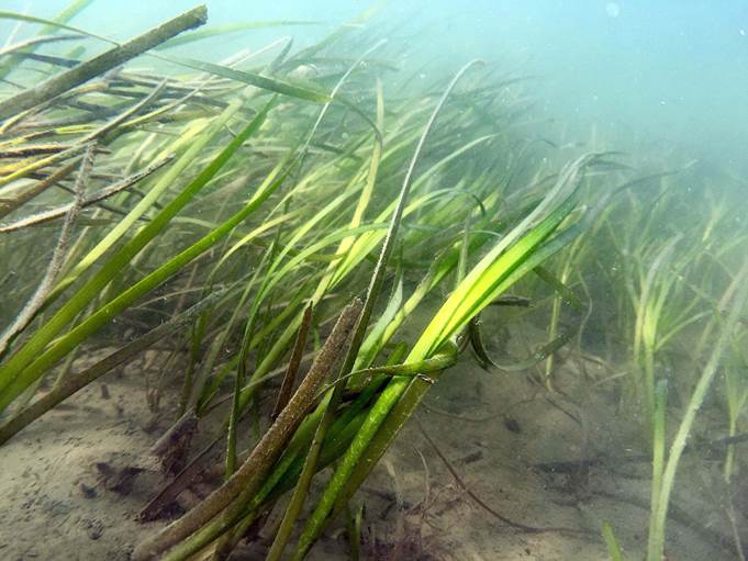 seagrass growing underwater