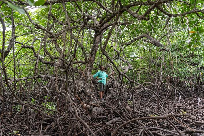 woman standing amid the mangroves