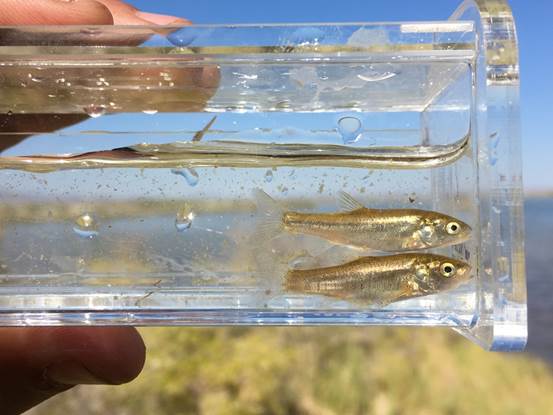 hands holding a small glass cube with fish swimming inside