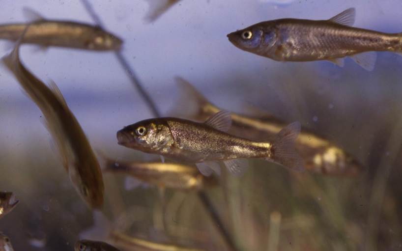 Small fish swimming underwater