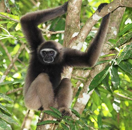 A large primate with dark fur and a light ring around the face.