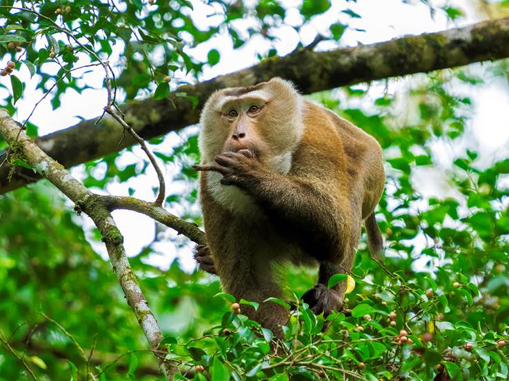 A large male primate in a tree holding something in it's mouth.