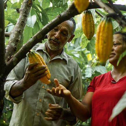 two people picking long, yellow fruit (cacao) from a tree.