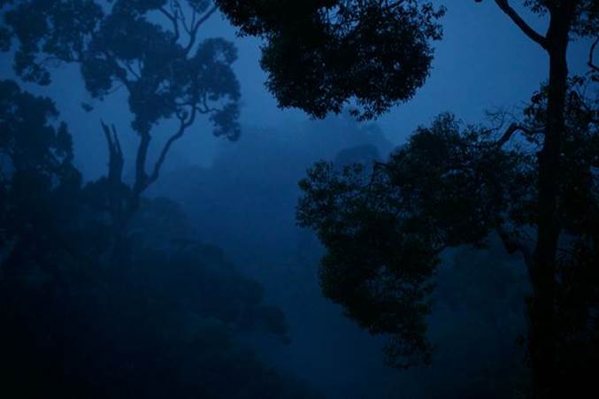 Twilight in a tropical forest.