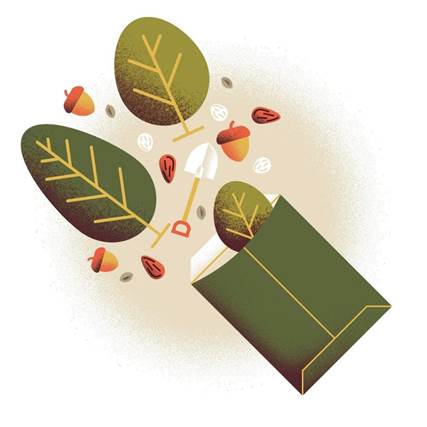 An illustration of a seed packet filled with acorns and leaves.